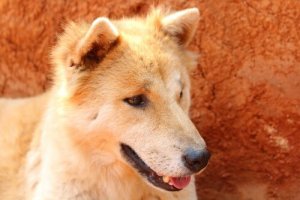 Problèmes d'estomac chez votre chien ? Aidez-le !