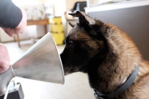 Certains chiens savent détecter le cancer du sein