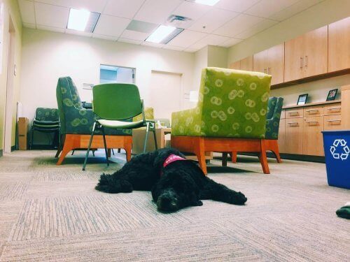 Un chien professeur à l'Université de Californie du Sud