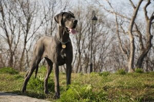 Découvrez des raisons d'aimer un chien géant !
