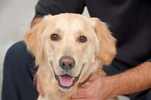 Vous vivez seul et vous aimez les animaux ? Adoptez un chien !