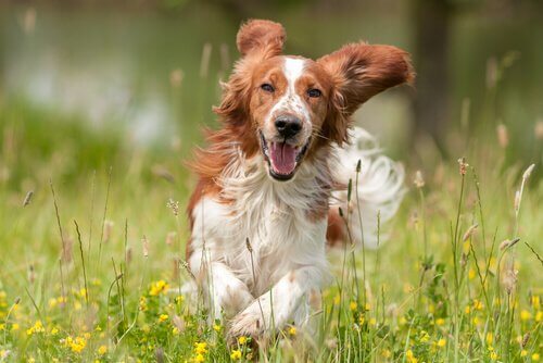 noms pour chiens