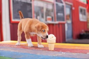 glaces pour chiens
