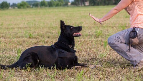 sport pour votre chien
