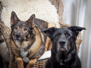 Pourquoi votre chien monte-t-il sur tout ce qu'il croise ?