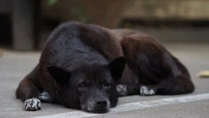 Chiens âgés et syndrome de dysfonctionnement cognitif