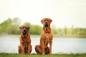 Deux chiens