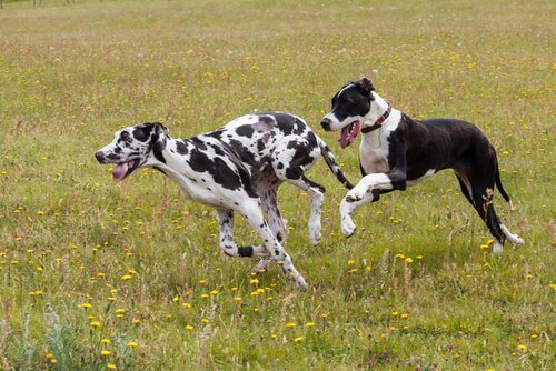 Des chiens qui courent