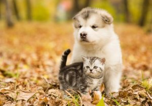 Chiens ou chats : qui gagne ?