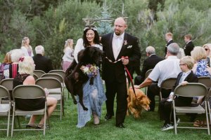 Un mariage entre chiens
