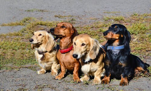 Un groupe de 4 Teckels