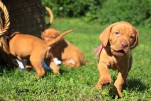 chiots en pleine socialisation