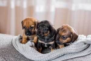 Pourquoi la socialisation des chiots est-elle importante ?