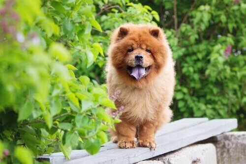 Le Chow-chow, un chien magnifique et attachant