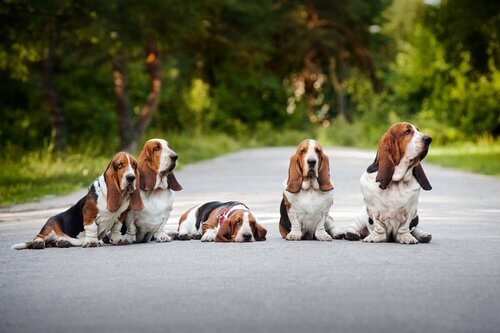 Le comportement du Basset Hound