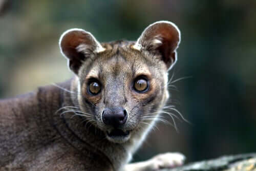 Fossa