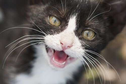 brosser les dents de votre chat