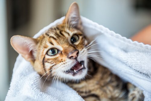 brosser les dents de votre chat
