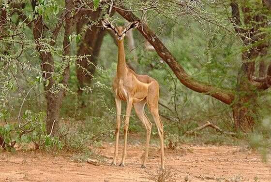 gazelle de Clarke