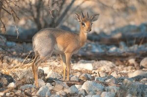 Conservation et protection du Dik-dik argenté