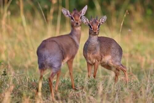 Dik-dik argenté