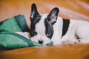 Les animaux aussi peuvent donner du sang