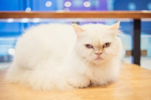 Est-il possible de dresser les chats ?