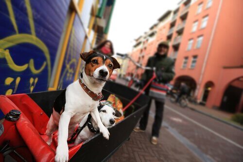 Des chiens dans une caisse
