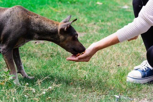 Un chien à qui on donne à manger