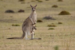espèces endémiques d'Australie