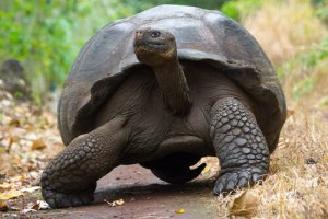 Espèces endémiques : quelles sont-elles et quels avantages présentent-elles ?