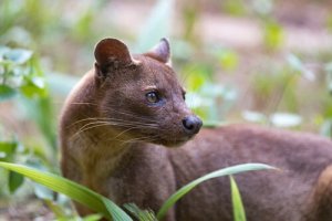 Le Fossa, le prédateur le plus étrange de Madagascar