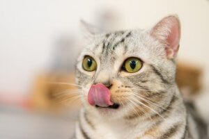 La friandise qui rendra fou votre chat