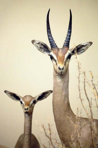 gazelle de Clarke