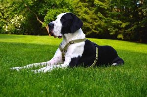 Un chien géant