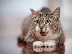 Grognements des chats : types et causes