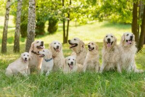 Les 6 derniers signes de l'horoscope canin