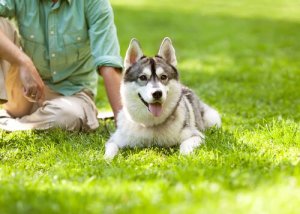 Thérapie avec des chiens abandonnés destinée aux détenus