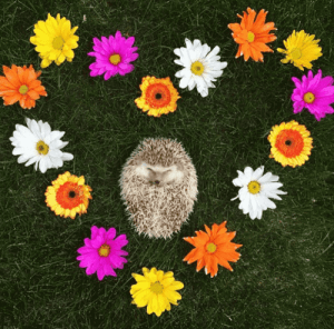 Huff, le hérisson "vampire"