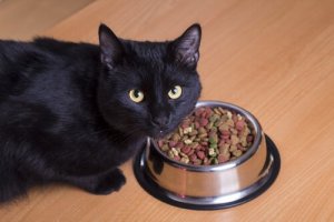 Un chat en train de manger une friandise