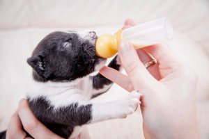 Dans quels cas donner du lait maternisé à un chiot ?