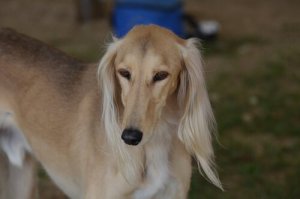Les changements d'heure affectent-ils les chiens ?