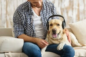 Selon les experts, les chiens adorent le rock