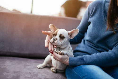 Une femme en train d'aborder un chien pour la première fois