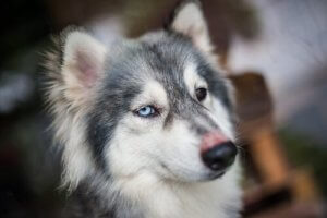 Les chiens peuvent avoir le hoquet