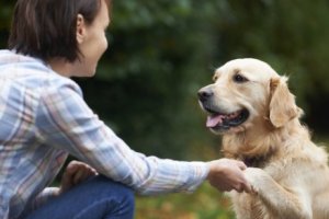 choses étonnantes que font les chiens