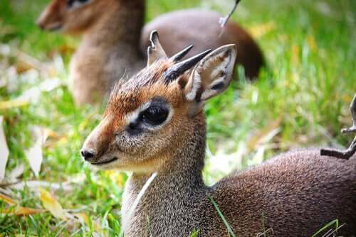Dik-dik argenté