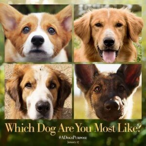 Cas de maltraitance animale sur le tournage de Mes vies de chien