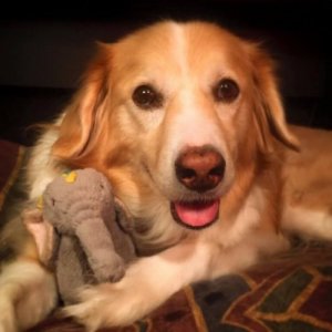 Une photo de Maple, la chienne musicienne