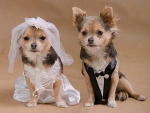 La dernière tendance : le mariage entre chiens